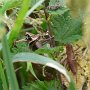 dark bush-cricket